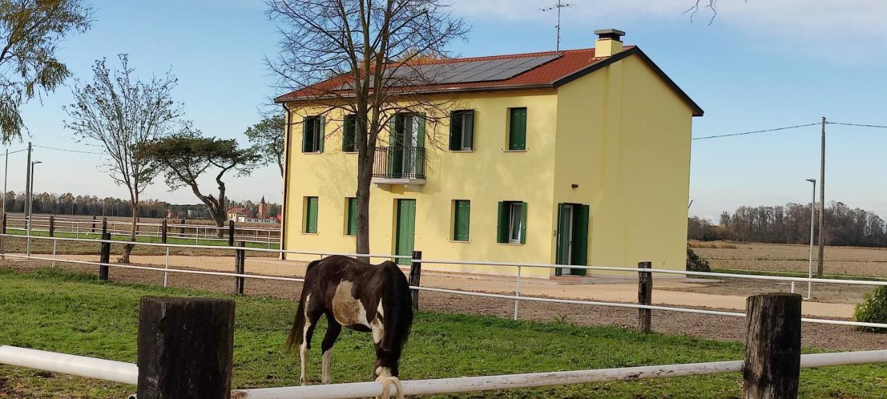 Brussa Horse Oasi *