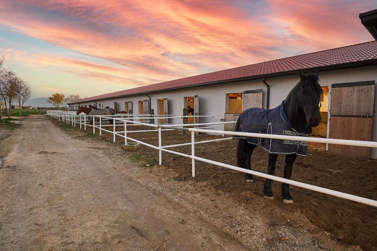 Brussa Horse Oasi