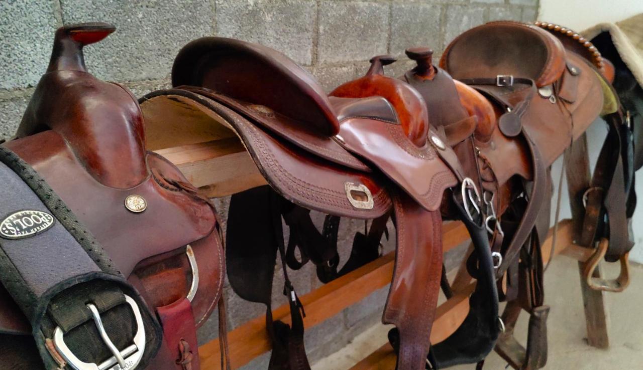 Brussa Horse Oasi